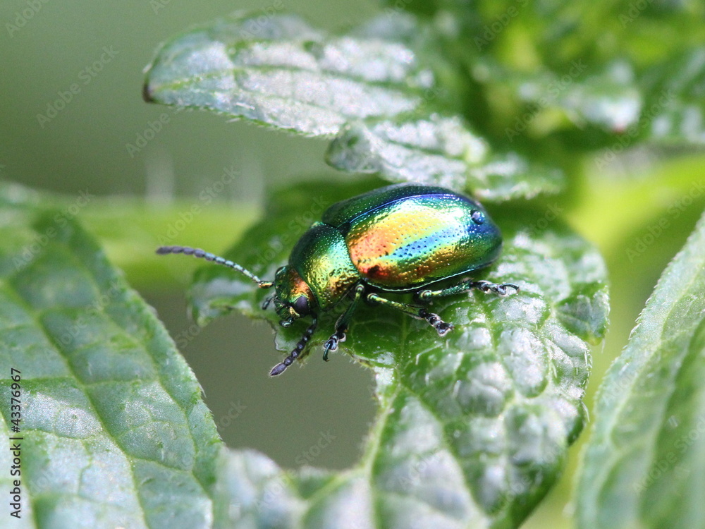 Fototapeta premium Prächtiger Blattkäfer (Chrysolina fastuosa)