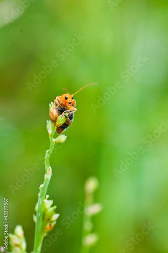 bombardier beetle close up , thailand