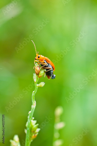 Fototapet bombardier beetle close up , thailand
