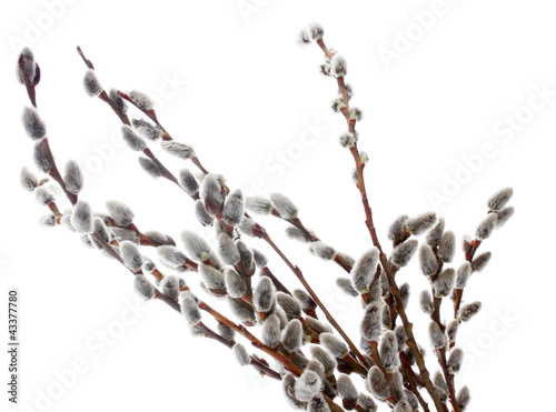 Obraz na plátně pussy-willow twigs isolated on white