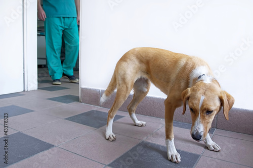Photography Scared dog at vet clinic