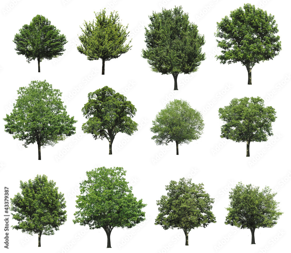 Fototapeta premium Big set with different trees on white background 