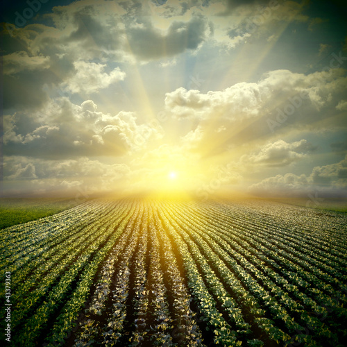 The fine cabbage field wis sky