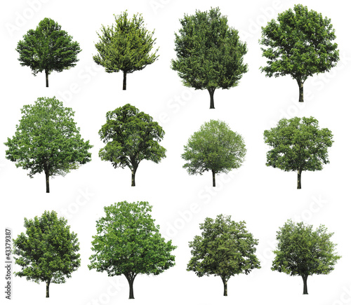 Big set with different trees on white background 