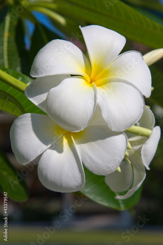 White Frangipani flower at full bloom during summer (plumeria)