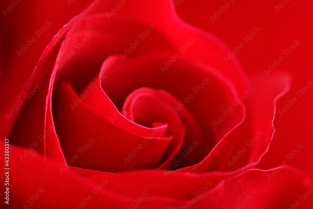 rose close up rose close up