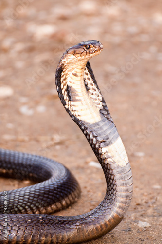 Cobra with hood up in defensive posture, South East Asia