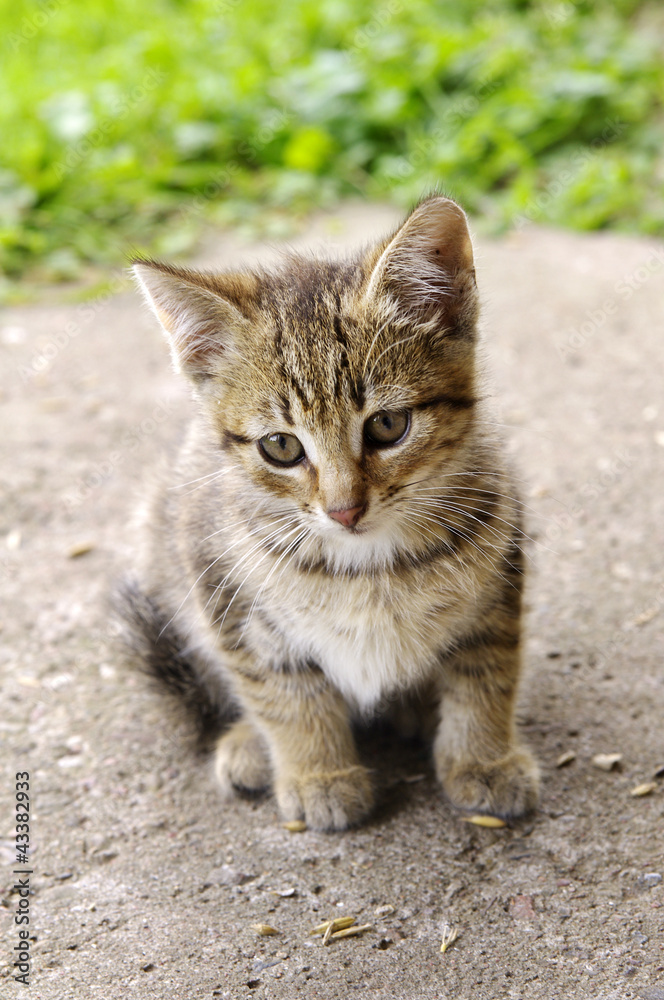 Beautiful little kitten Beautiful little kitten
