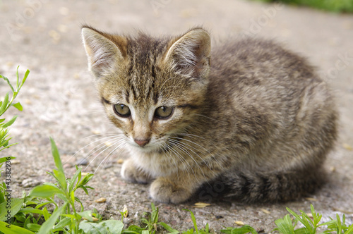 Wallpaper Mural Beautiful little kitten Torontodigital.ca