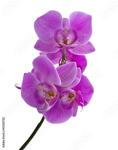 Violet orchid