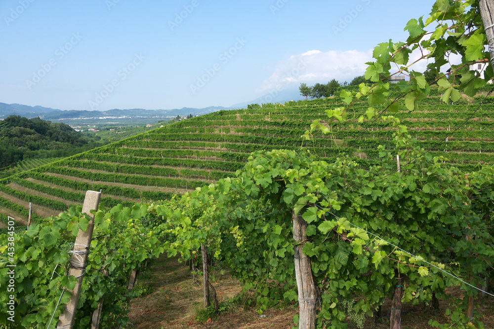 vigne del Prosecco a Valdobbiadene