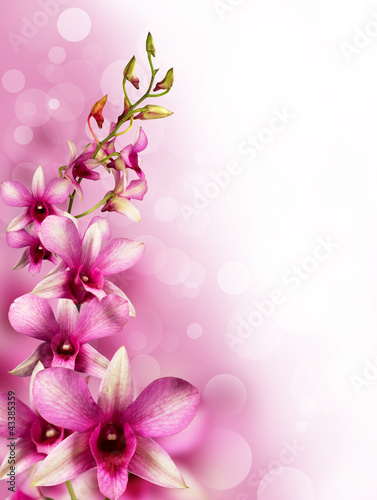 Murais de parede pink tropical orchids