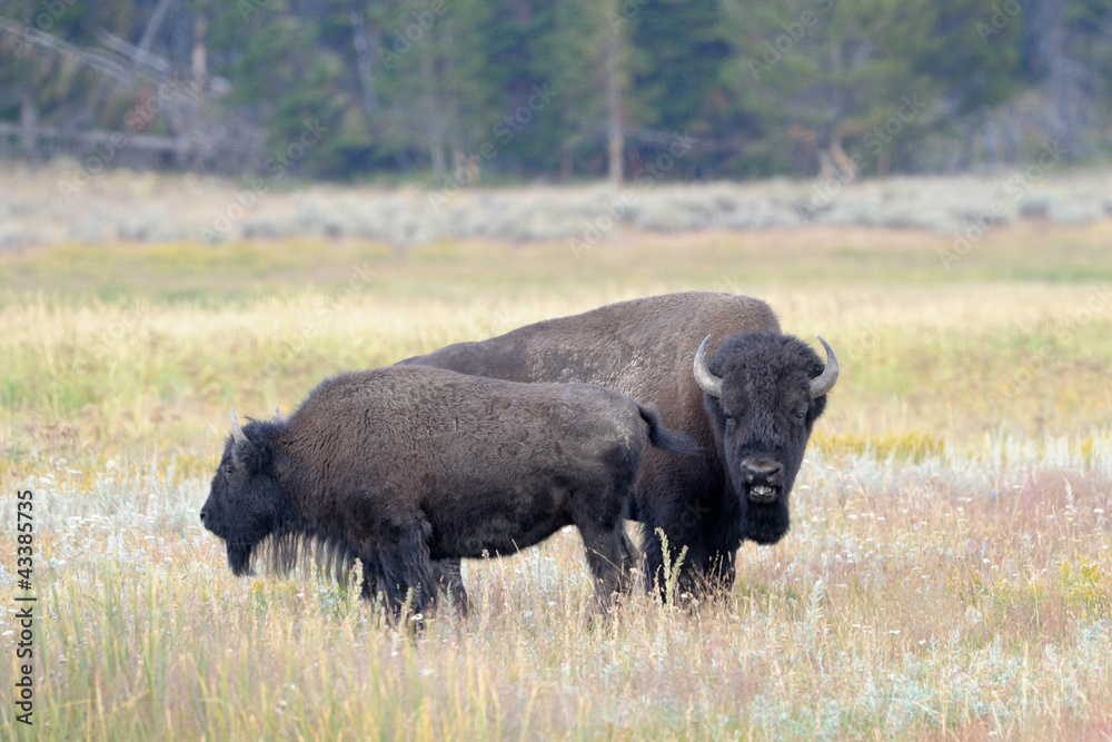 Bull Buffalo sniffing cow at Yellowstone Bull Buffalo sniffing cow at Yellowstone