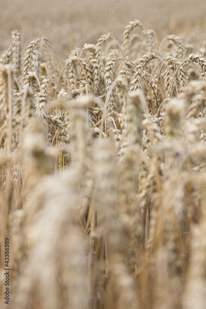 Fototapeta premium Kornfeld