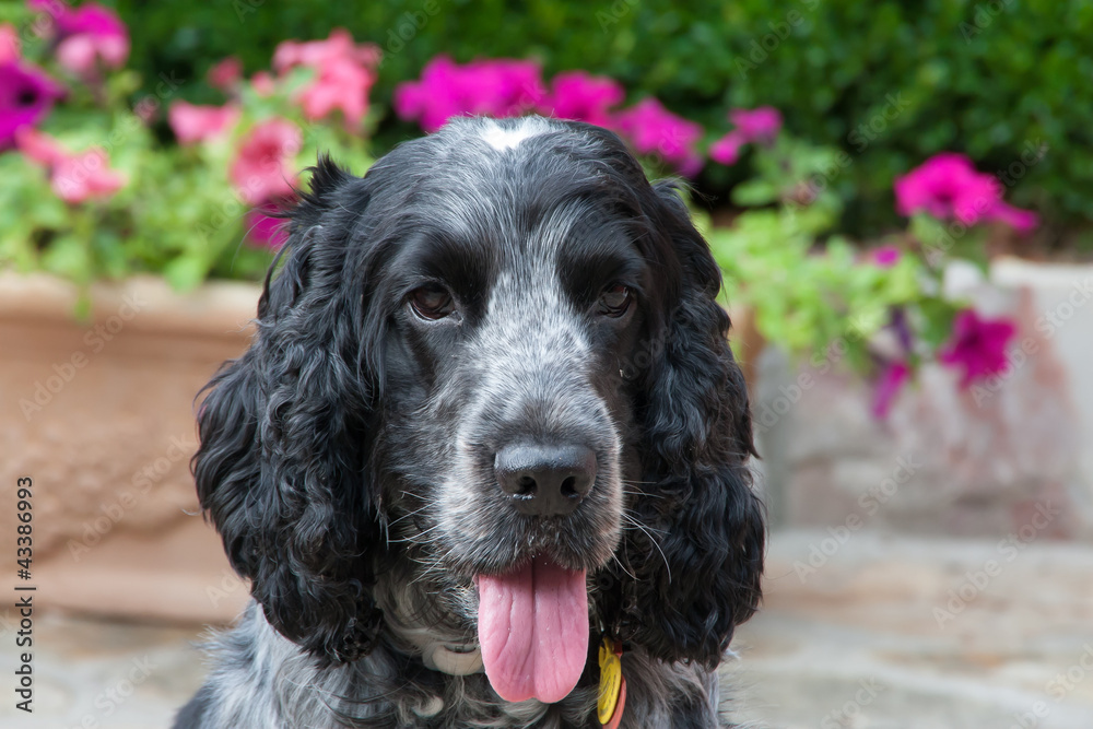 cocker cocker