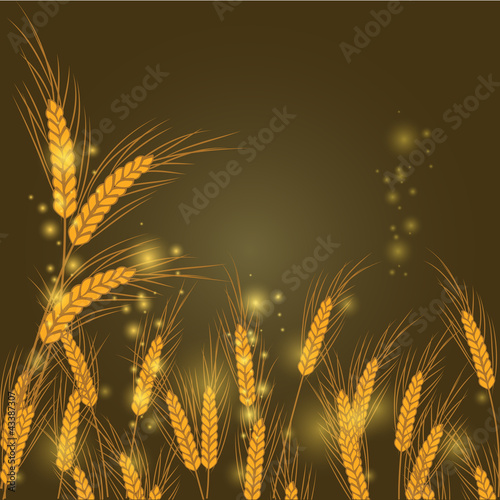 vector illustration of wheat in a field at night