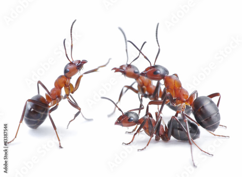 team of ants, meeting © Antrey