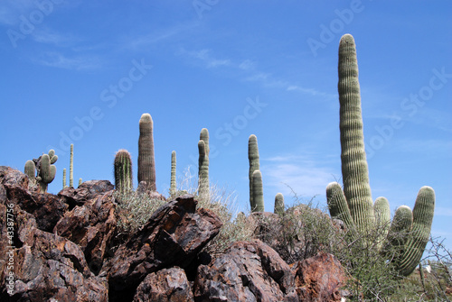 Sonora Desert 2