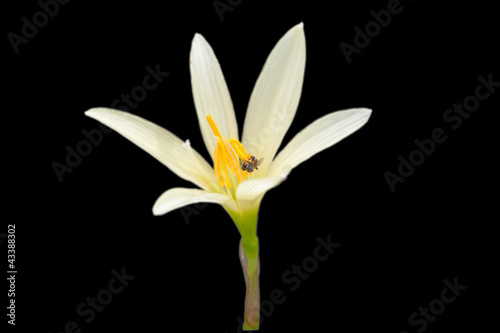 yellow flower has bee inside black isolated background
