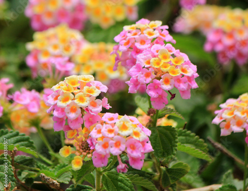 Pink lantana camara flowers