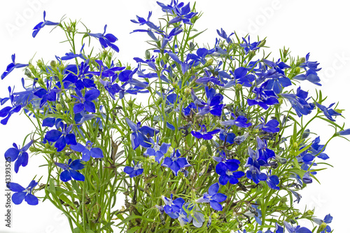 Männertreu (Lobelia erinus), Nahaufnahme