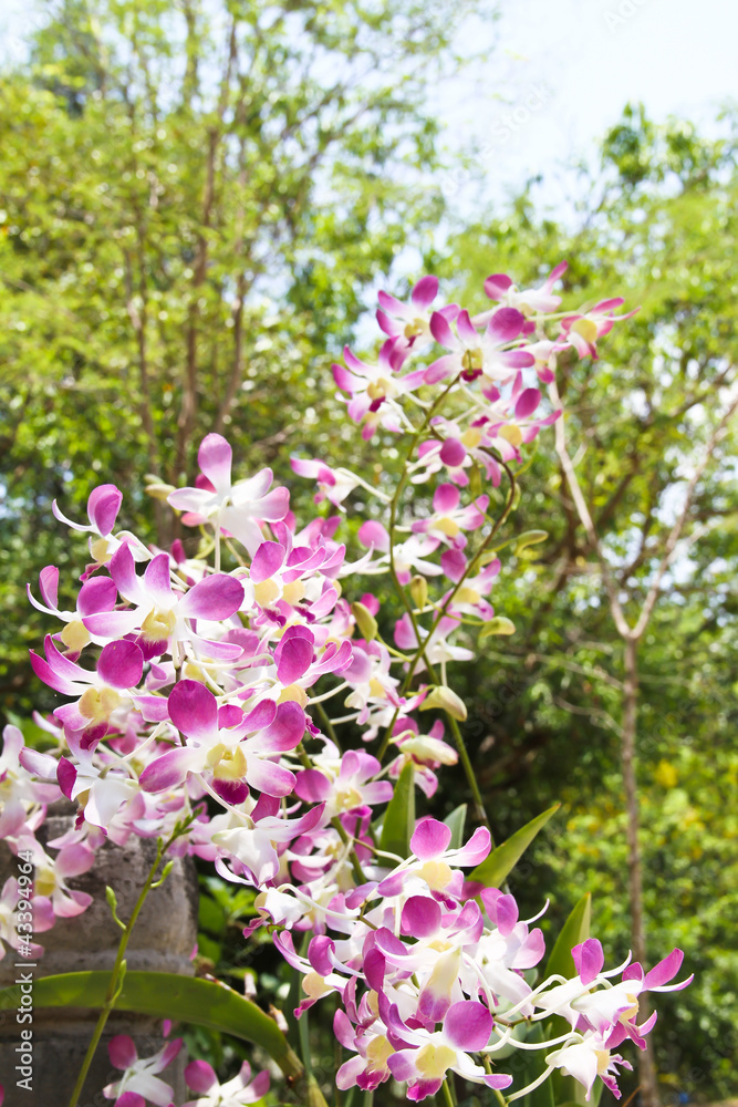 Obraz premium Pink Orchid