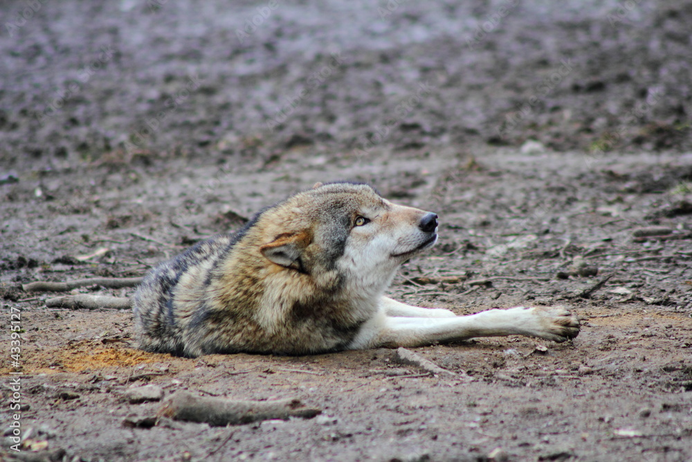 Fototapeta premium Wolf, liegend