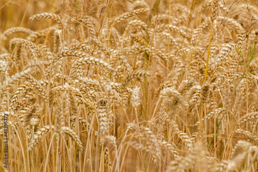 Weizenfeld wartet auf die Ernte Weizenfeld wartet auf die Ernte