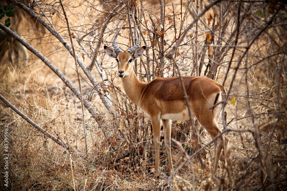 Naklejka premium Young male impala