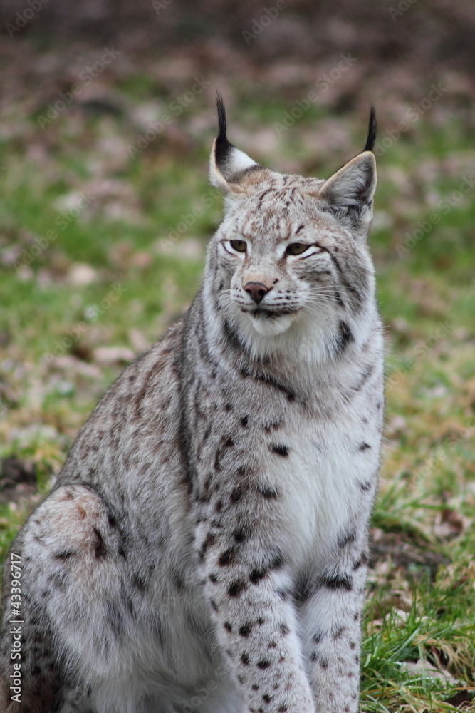 Fototapeta premium Luchs, sitzend