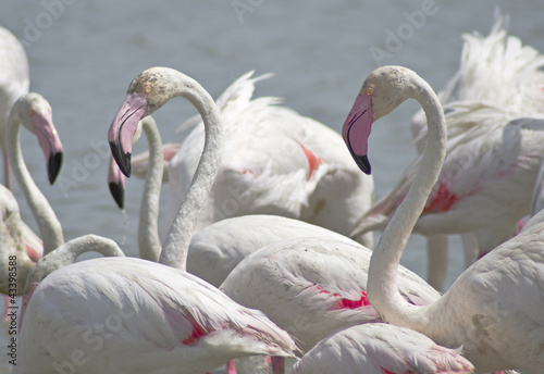 fenicotteri,camargue,Francia