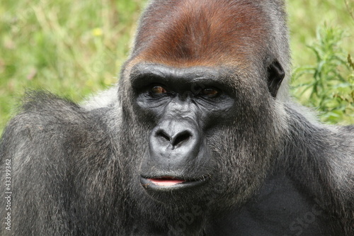 Gorille des plaines
