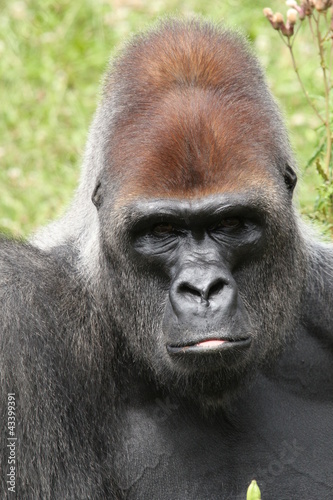 Portrait Gorille des plaines © Clément Vezin