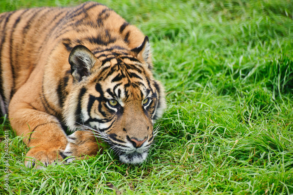 Portrait of Sumatran Tiger Panthera Tigris Sumatrae big cat Portrait of Sumatran Tiger Panthera Tigris Sumatrae big cat