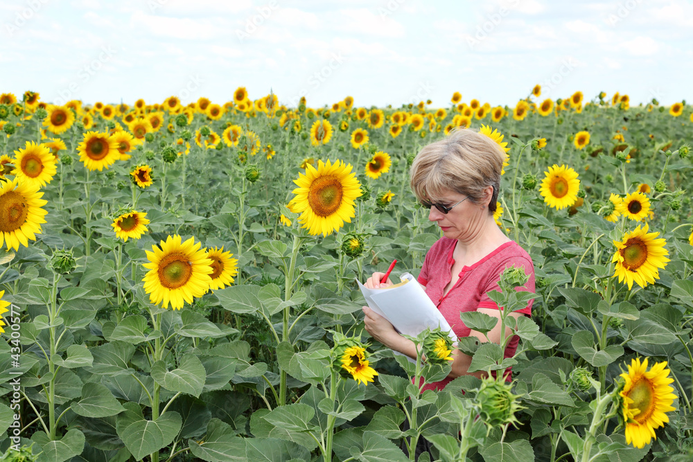 Agronomy expert examine sunflower field Agronomy expert examine sunflower field