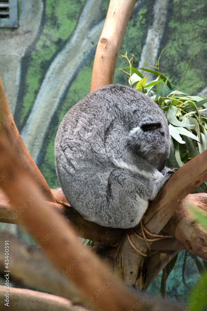 Obraz premium Koala durmiendo en una rama