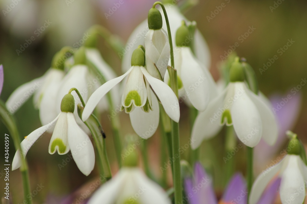 Obraz premium Schneeglöckchen