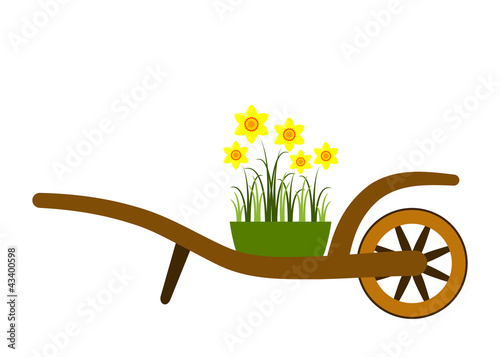 hand barrow and daffodils