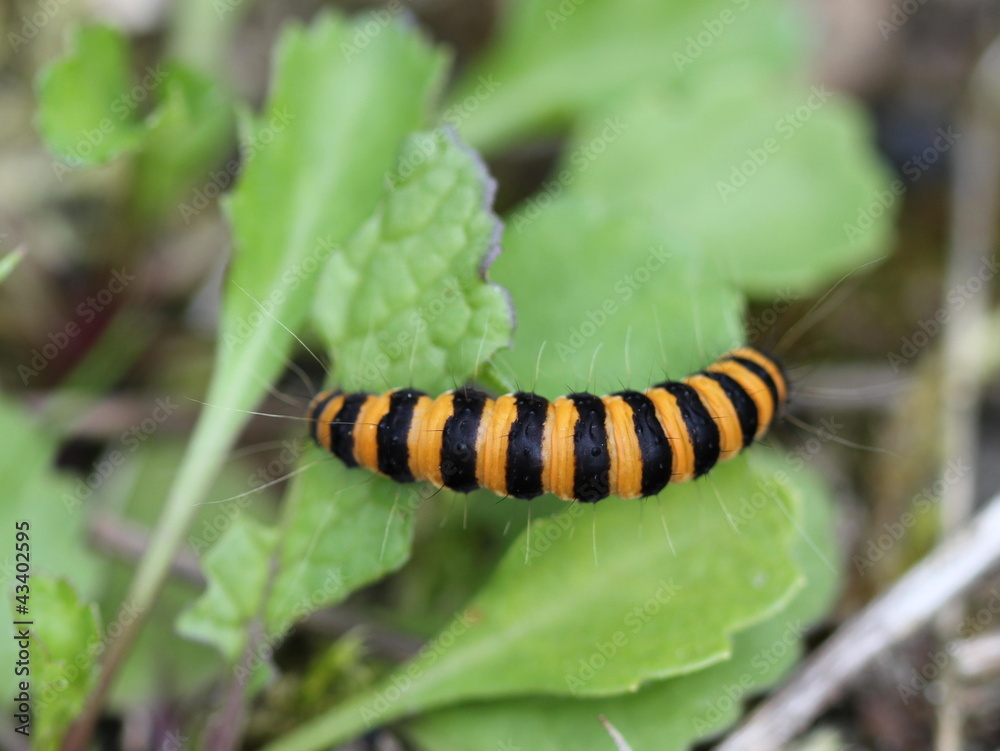 Raupe des Jakobskrautbären auf Huflattich Raupe des Jakobskrautbären auf Huflattich