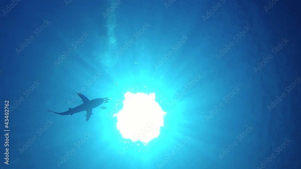 shark from below 1080p shark from below 1080p