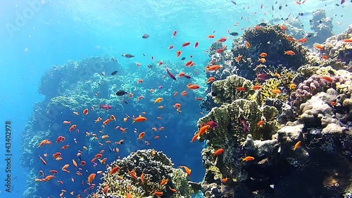 school of fish | reef photo
