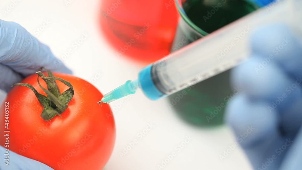 Scientist injecting a product in a tomato