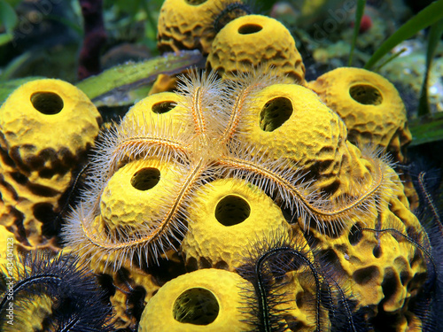 Close-up view of a sponge brittle star, Ophiothrix suensonii, over yellow tube sponges #43404123