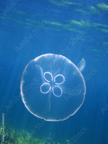 Moon jellyfish, Aurelia aurita underwater in the Caribbean sea #43404133