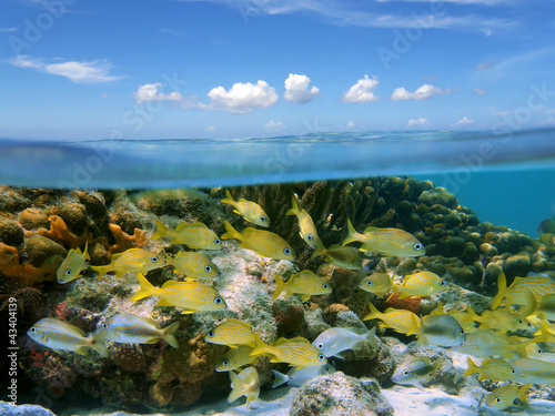 Caribbean sea a shoal of tropical fish in a coral reef underwater and blue sky with small clouds, split view above and below water surface