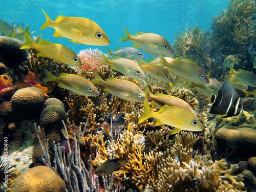 Tropical fish school in a coral reef underwater in the Caribbean sea, Mexico