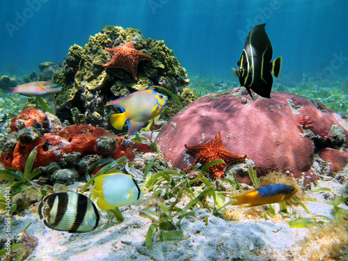 Colorful marine life with tropical fish, coral, starfish and sponge underwater in the Caribbean sea #43404143