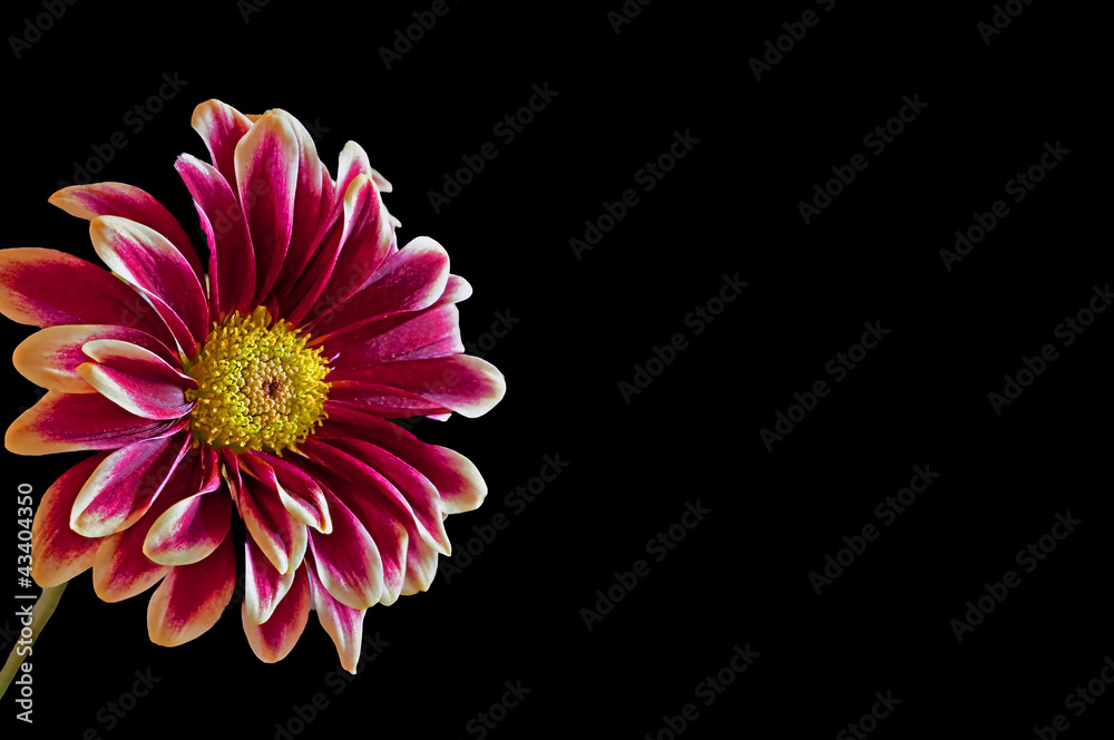 White Edged Burgundy Dahlia Flower on Black