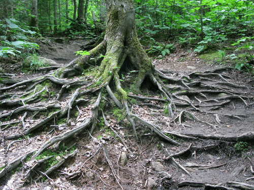 Sprawling Tree Roots 2