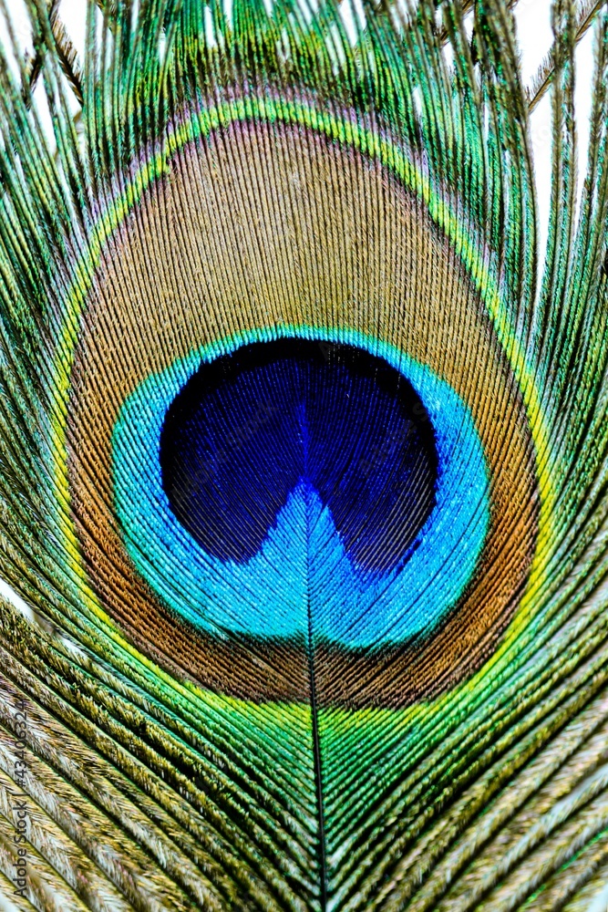 Naklejka premium peacock feather